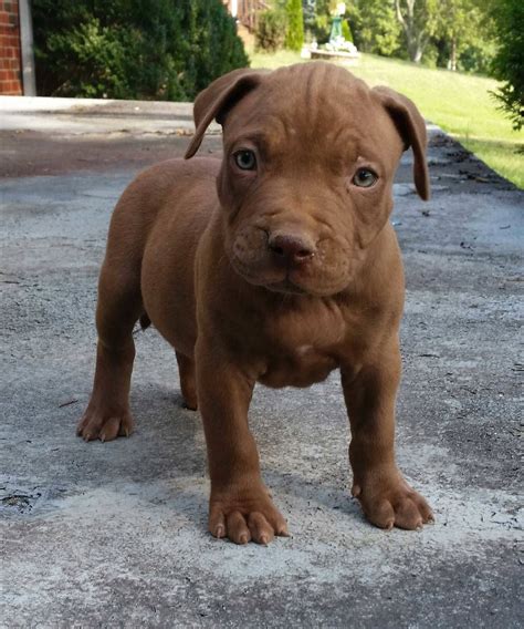 Download Cute Brown Pitbull Puppy Wallpaper