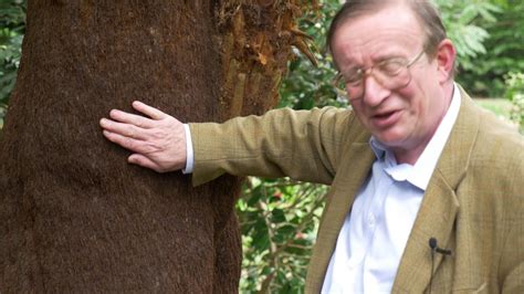 Tidying A Tree Fern Burncoose Nurseries Youtube