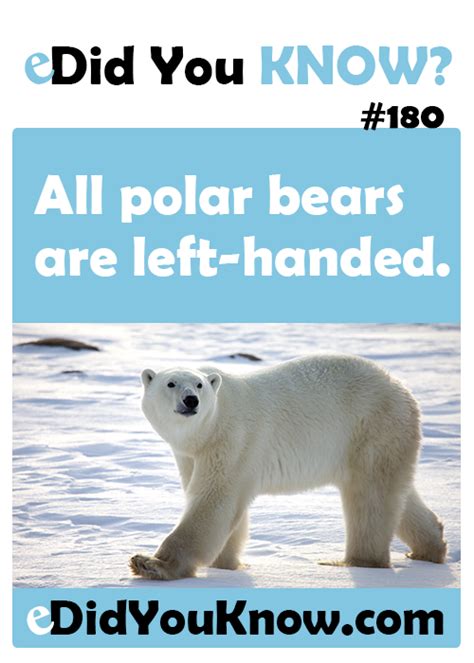 All Polar Bears Are Left Handed