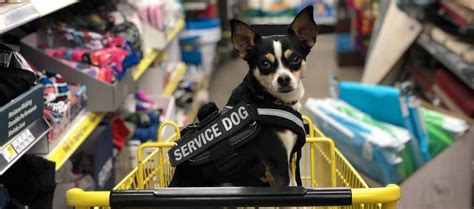 Therefore, the definition of a fake service dog is a dog that the owner or handler chooses to pretend is a genuine service dog. How to Spot a Fake Service Dog - Highland Canine ...