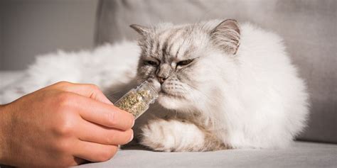 Why Do Cats Love To Roll Around In Catnip Unianimal