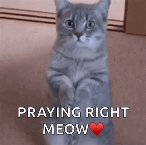 Cat Praying Right Meow 