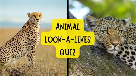 Know Your Farm Animals Try To Get 1010 On This Quiz Quizzes Cbc Kids