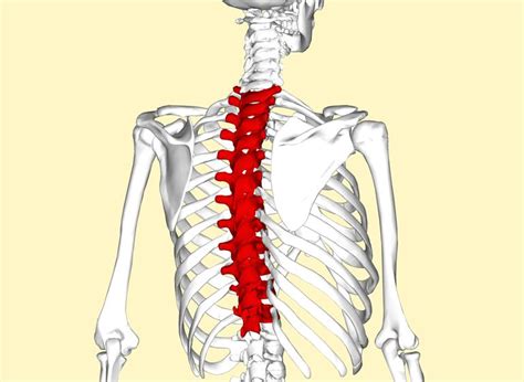 Mid Back Thoracic Spine Pain Causes And Treatment