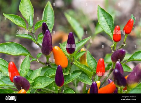 Small Red Hot Chili Peppers Close Up Capsicum Frutescens Growing