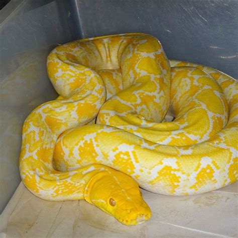 Albino Reticulated Python 6 Foot Adults