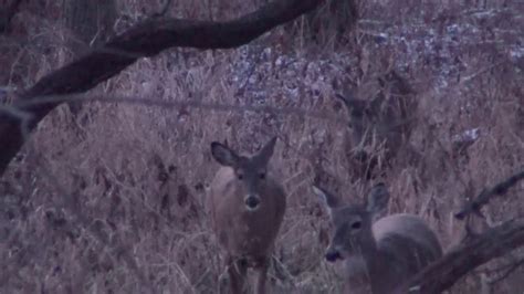 Iowa Whitetail Filmed During 2019 Iowa First Shotgun Deer Season Youtube
