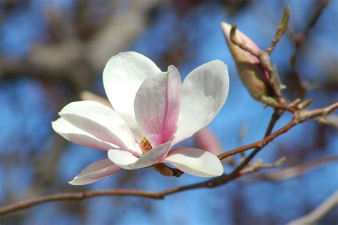 Saucer Magnolia Trees Growing Information