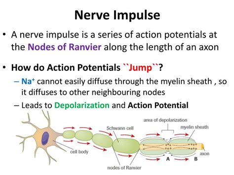 Ppt Nervous System And The Senses Powerpoint Presentation Free