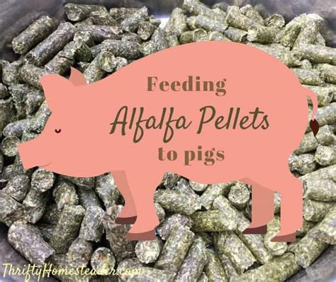 Feeding Alfalfa Pellets To Pigs