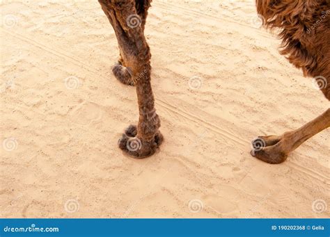 Vistas A Las Patas Del Camello Sobre El Fondo De La Arena Foto De