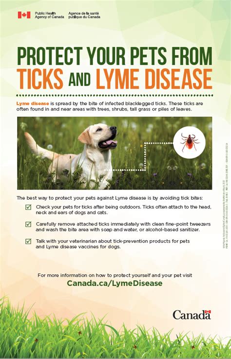 Can A Dog Recover From Lyme Disease