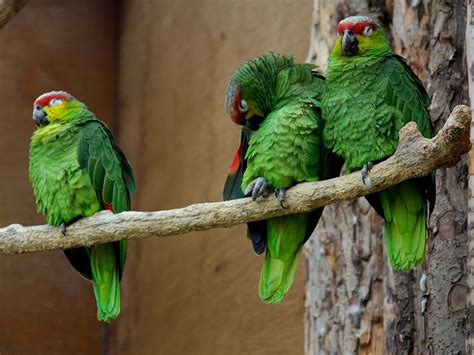 Amazon Parrot Breed Information Temperament Facts Uk Pets