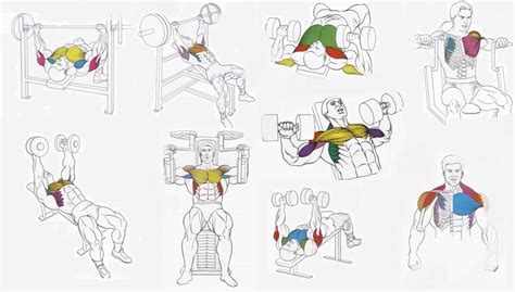Best Chest Exercises To Build Mass Bodydulding
