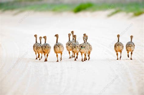 Ostrich Chicks Stock Image C0140917 Science Photo Library