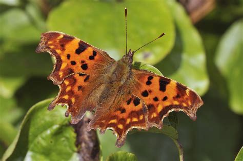Butterflies Show Impact Of Climate Change Environmental