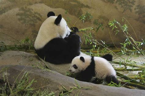 El Oso Panda Xing Bao Da Su Primer Paseo En El Zoo Rtvees