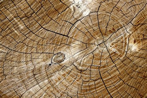 Cut End Of Log With Tree Rings Texture Picture Free Photograph