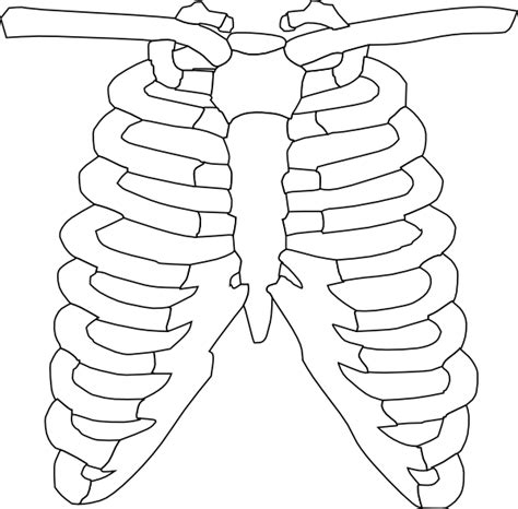 Rib Cage Vector Png Free Photos Vector Search Download