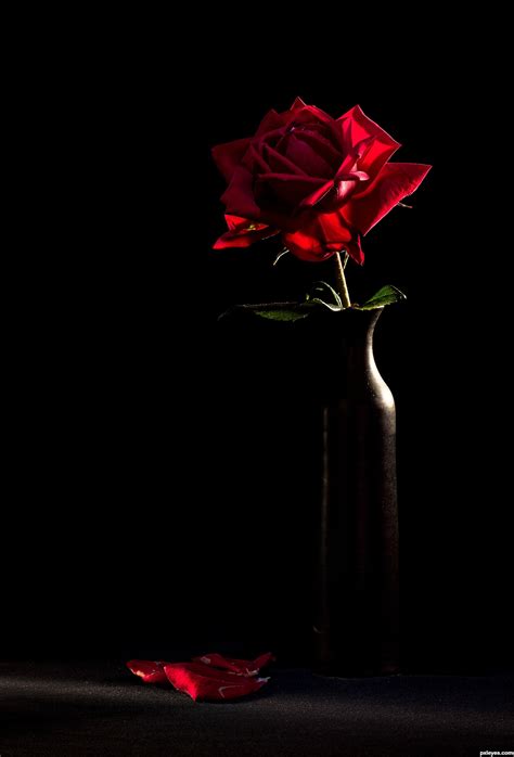 69 Red Rose On Black Background