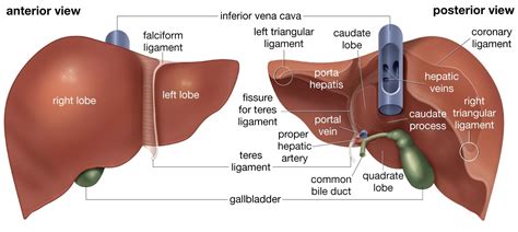 Learn about its function, parts, location on the body, and conditions that affect the liver, as well as. Liver Anatomy Normal - Odette's Sonography Portfolio