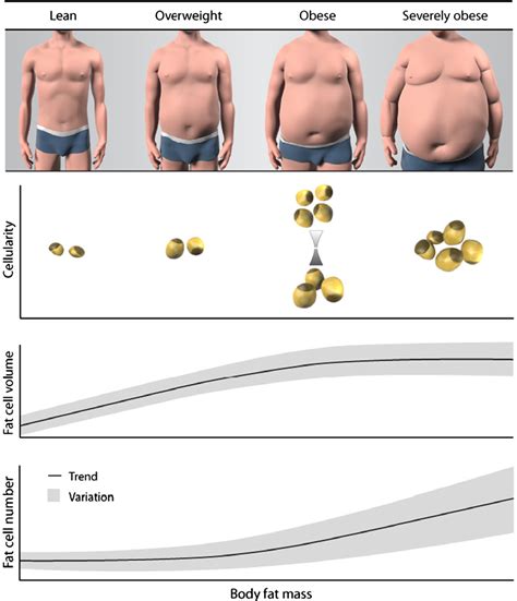 Fat Cell Turnover In Humans Semantic Scholar