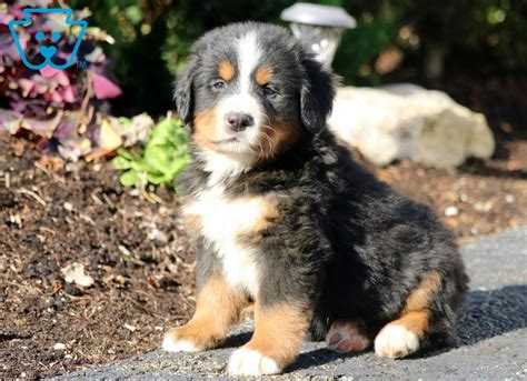 All puppies are raised in our home, not outside. Trooper | Bernese Mountain Dog Puppy For Sale | Keystone Puppies