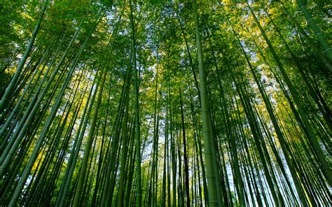 Bamboo Forest By Hyponex Desktop Wallpaper