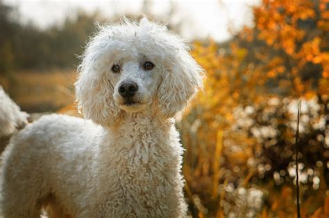 Best Poodle Names 42 Cute Ideas With Video Petshoper