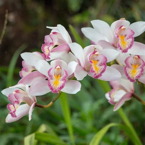 Cómo Revivir Una Orquídea Marchita Foto 1