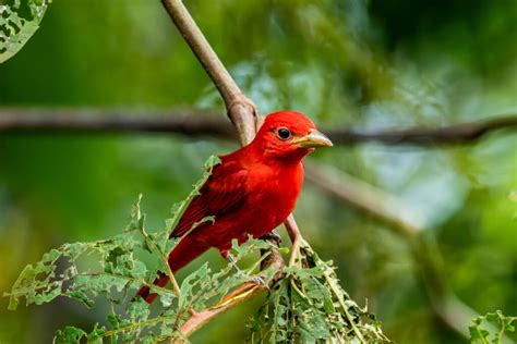 10 Types Of Red Birds That You Can Spot In The Wild
