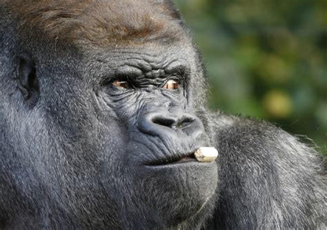 Koko The Gorilla Proves Apes May Be Closer To Being Able To Speak Than