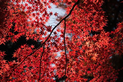 Red Leaves Tree Close Up 5k Hd Nature 4k Wallpapers