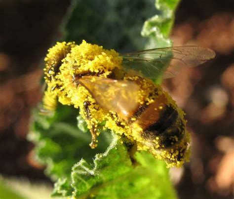 10 Amazing Health Benefits Of Bee Pollen