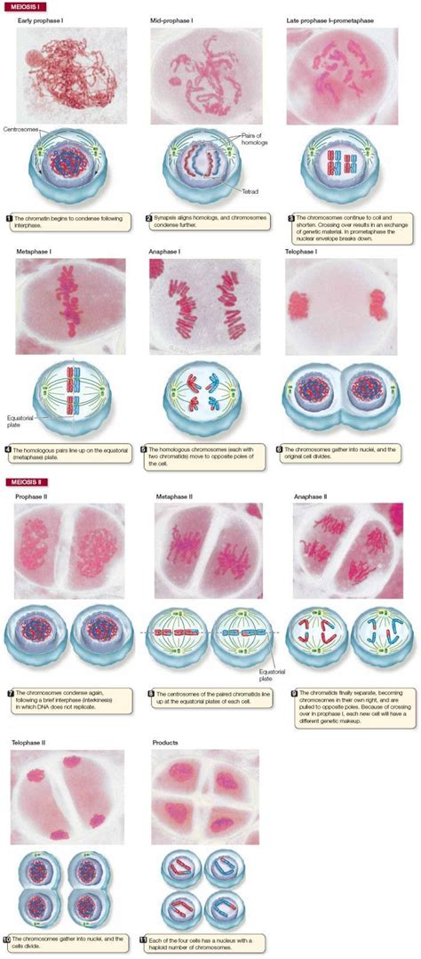 Meiosis Mitosis Biology Classroom Biology Lessons Tea