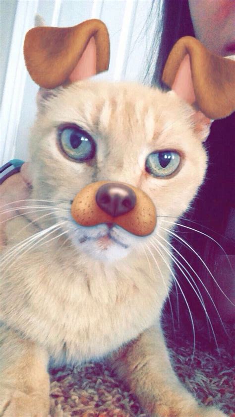 Snapchat Filters On Animals Emmaaa111 Cute Animals Crazy Cats Cats