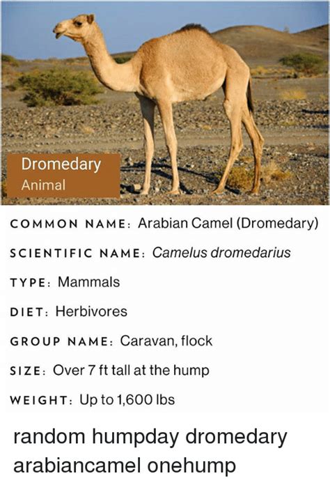 25 Best Memes About Dromedary Dromedary Memes