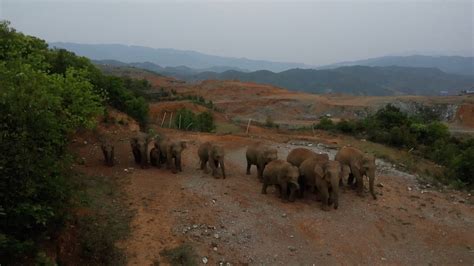 Wild Elephants Wander Into A Village In Sw Chinas Yunnan Cgtn