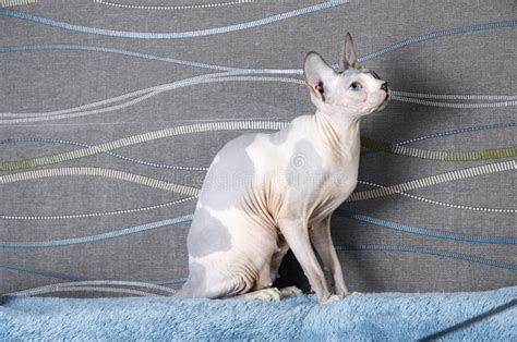 Canadian Sphynx Cat Stock Image Image Of Pedigree Beautiful 103966991