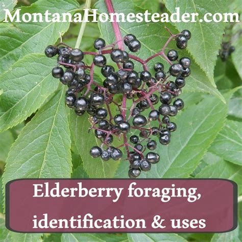 Elderberry Foraging Identification And Uses Montana Homesteader
