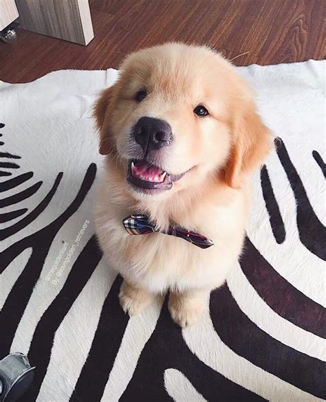Golden morn contains over 50% of whole grains in each pack and is fortified with essential nutrients such as vitamin a and iron. 16.9k Likes, 85 Comments - I Love Golden Retrievers (@ilovegolden_retrievers) on Instagram ...