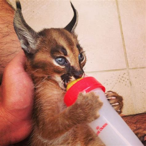 15 Adorable Pictures Of Baby Caracals That Will Melt Your Heart