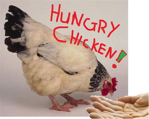 Hungry Chicken Picture Ebaums World