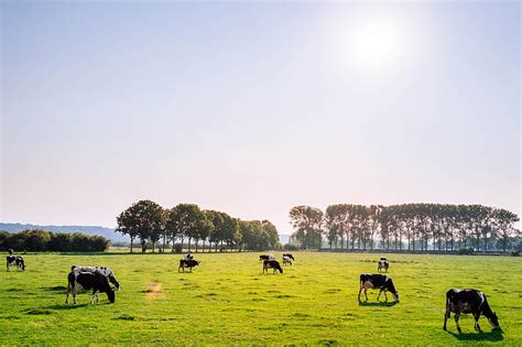 Herd Of Dairy Cattles On Field Hd Wallpaper Peakpx