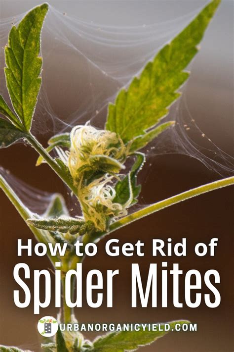 Spider Mites On Plants And How To Get Rid In 2021 Spider Mites How