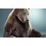 Animals Humor Funny Smiling Sitting Bears  HD Wallpapers