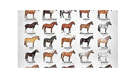 Compare price to horse breed chart | TragerLaw.biz