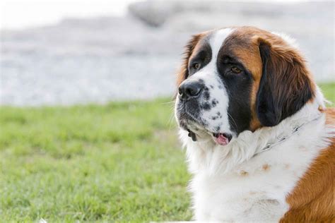 Free Photo Saint Bernard Dog Animal Big Dog Free Download Jooinn
