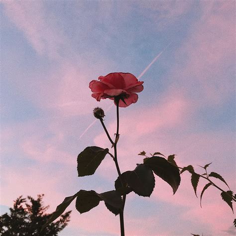 Aesthetic Picture Rose Iwannafile