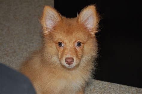 australian shepherd pomeranian mix pierina greece